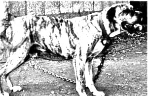 Kumaon Mastiff