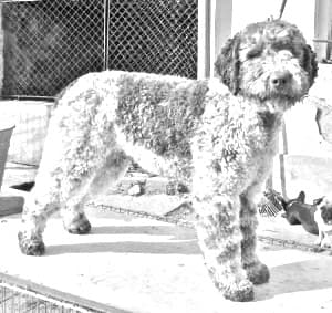 Lagotto Romagnolo