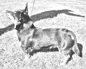 Lancashire Heeler