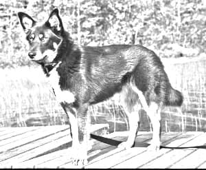 Lapponian Herder