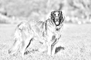 Leonberger