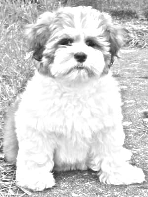 Lhasa Apso