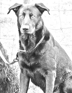 Majorca Shepherd Dog