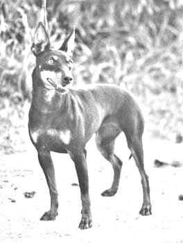 Manchester Terrier