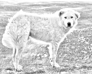 Maremma Sheepdog