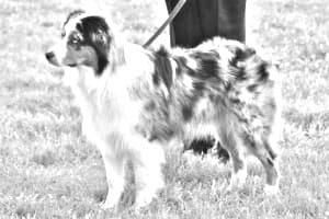Miniature American Shepherd