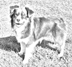 Miniature Australian Shepherd