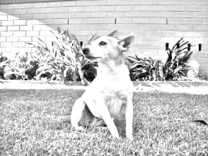 Miniature Fox Terrier