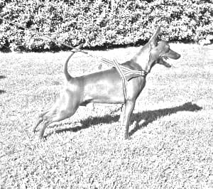 Miniature Pinscher