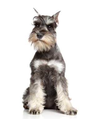 Miniature Schnauzer