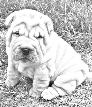 Miniature Shar Pei