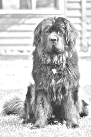 Moscow Water Dog