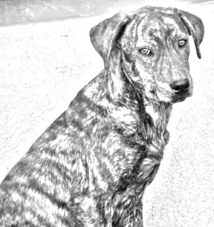 Mountain Cur