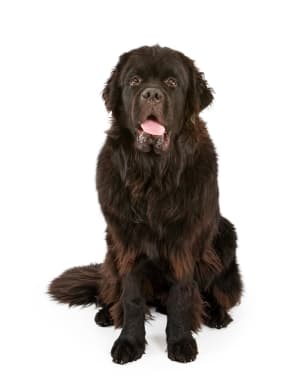 Newfoundland