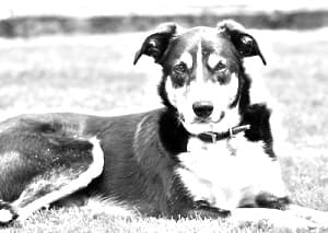 New Zealand Heading Dog