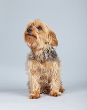 Norfolk Terrier