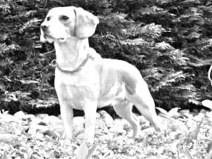 North Country Beagle