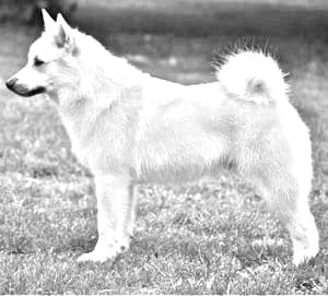 Norwegian Buhund