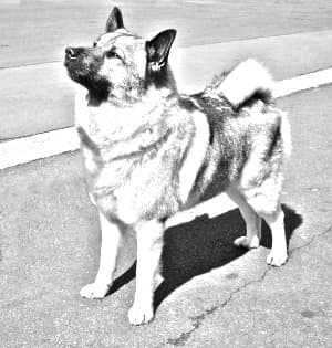 Norwegian Elkhound