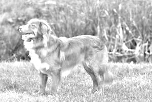 Nova Scotia Duck-Tolling Retriever