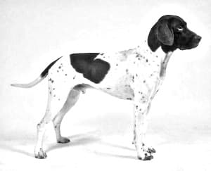 Old Danish Pointer