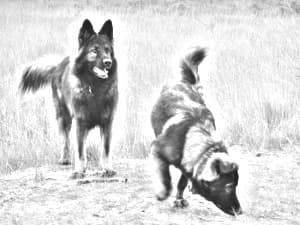 Old German Shepherd Dog