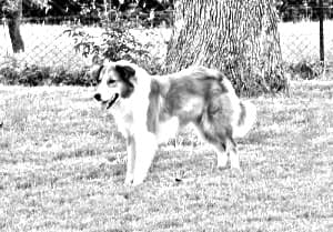 Old Time Farm Shepherd