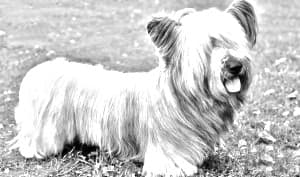 Paisley Terrier