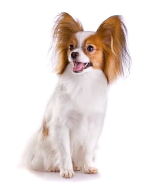Papillon