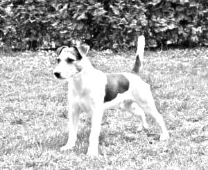 Parson Russell Terrier