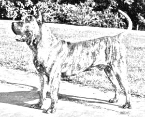 Perro de Presa Canario