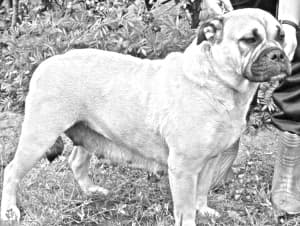 Perro de Presa Mallorquin
