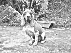 Perro fino Colombiano