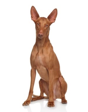 Pharaoh Hound