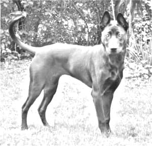 Phu Quoc ridgeback dog