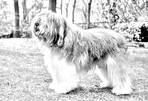 Polish Lowland Sheepdog