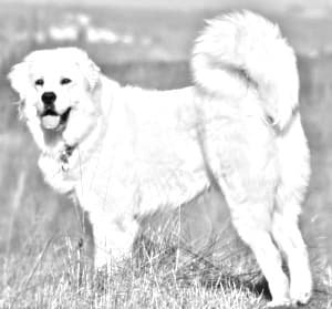 Polish Tatra Sheepdog
