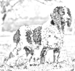 Pont-Audemer Spaniel