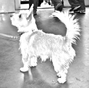 Portuguese Podengo