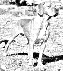Portuguese Pointer