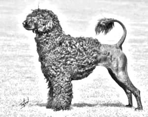 Portuguese Water Dog