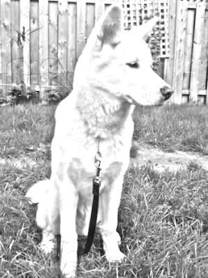Pungsan Dog