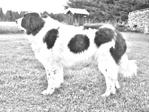 Pyrenean Mastiff