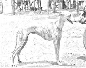 Rampur Greyhound