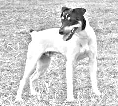 Ratonero Bodeguero Andaluz
