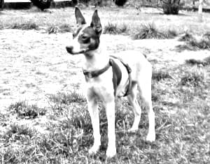 Ratonero Valenciano