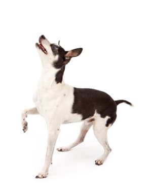 Rat Terrier