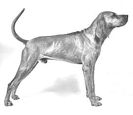 Redbone Coonhound