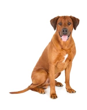 Rhodesian Ridgeback