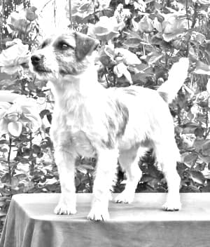 Russell Terrier